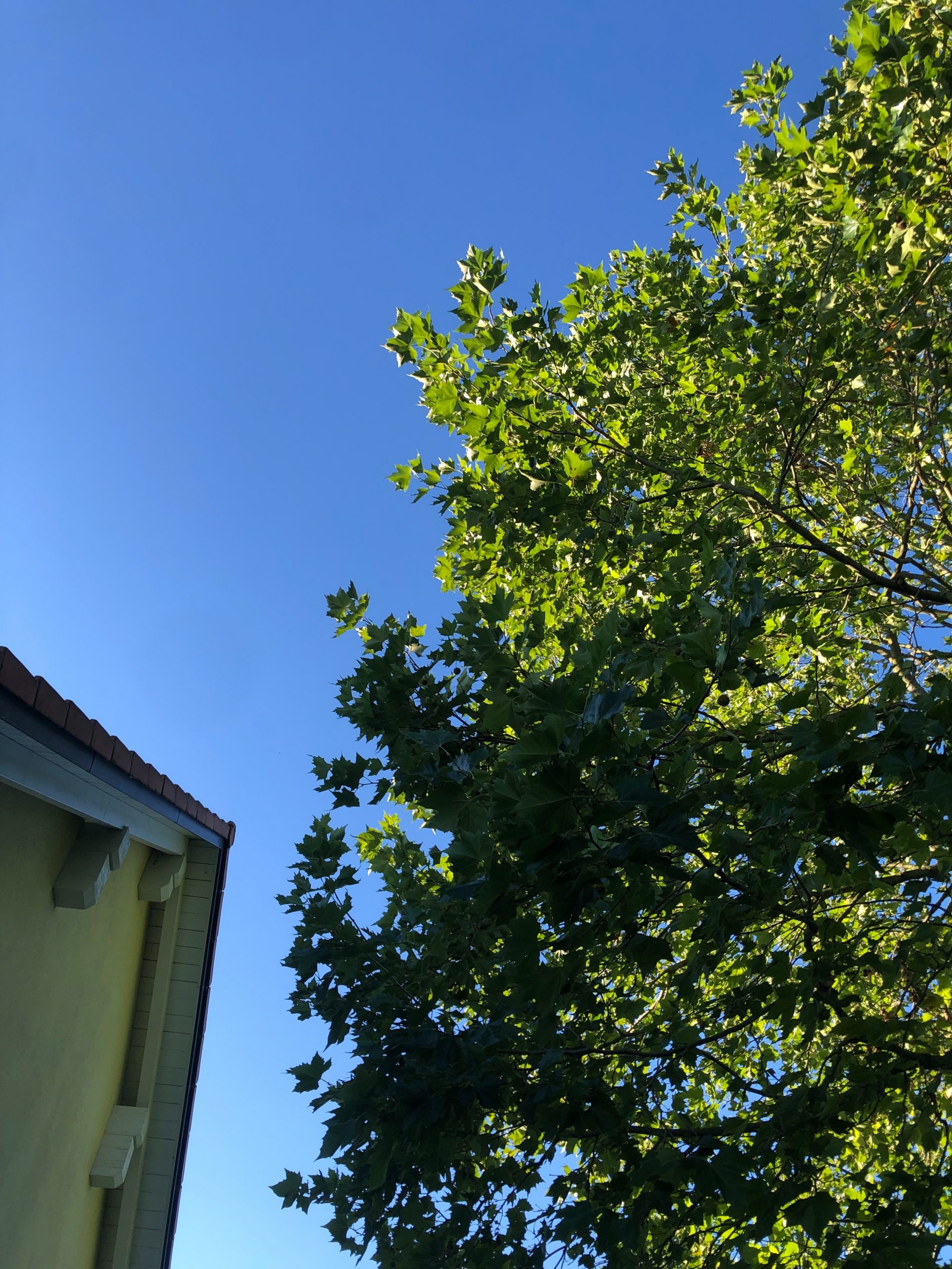 Baumpflege München