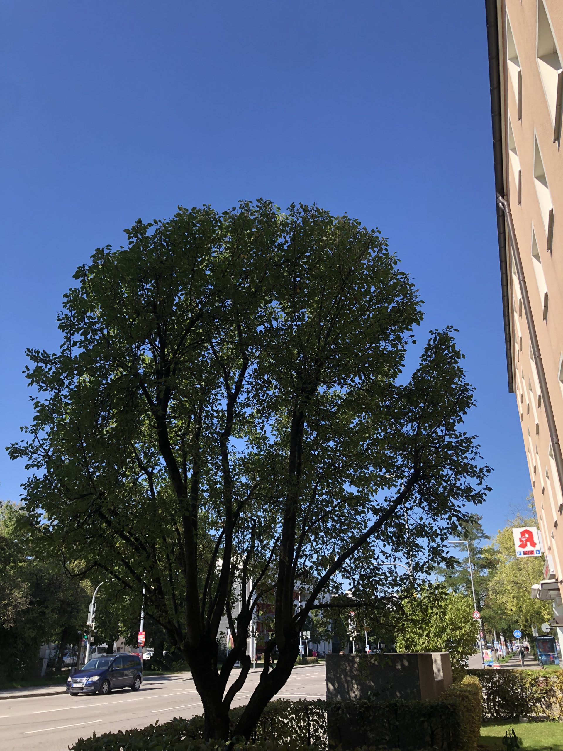 baumpflege München