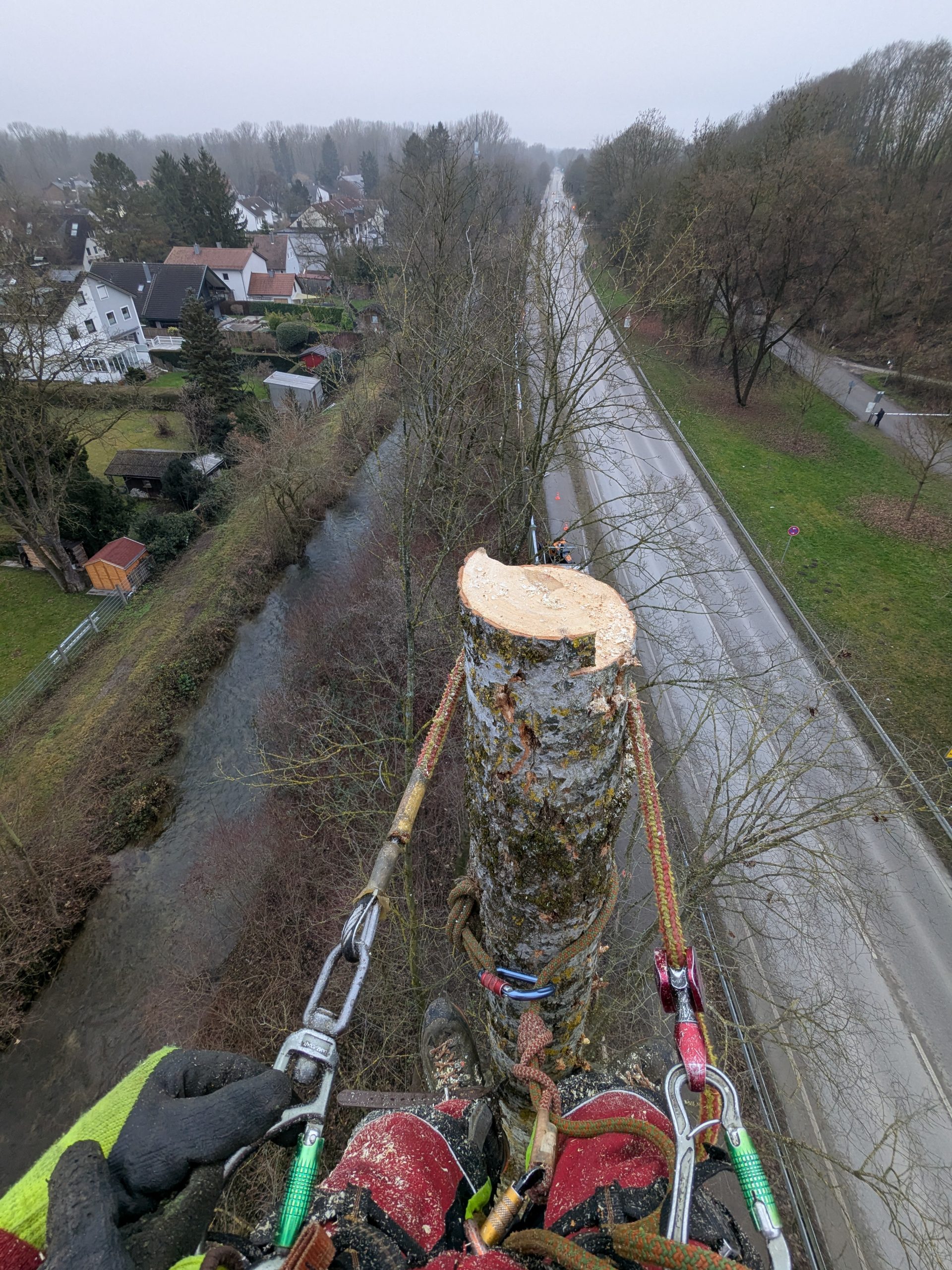 baumfällung münchen