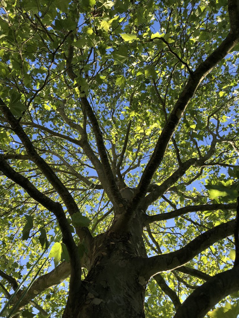 Kronenauslichtung an Platane